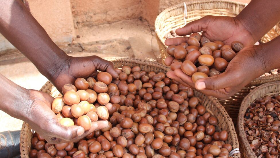 Hands holding freshly harvested shea nuts in woven baskets, symbolizing natural and ethical sourcing.